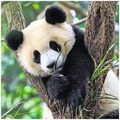 Ravensburger - Panda Tiger And Lion - 3x49 Pieces - Puzzles