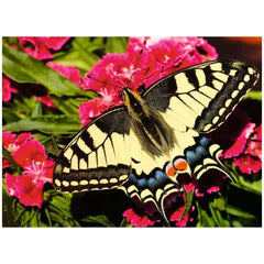 Ravensburger - Puzzle 500 Teile Bunte Tiere - Puzzles