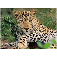 Ravensburger - Vio der Leopard - 100 Teile - Puzzles