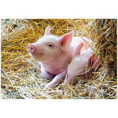 Ravensburger - Unsere Nutztiere - 2x12 Teile - Puzzles