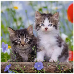 Ravensburger - Sweet Velvet Paws - 3x49 Pieces - Puzzles