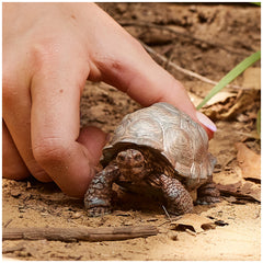 Schleich - Wild Life - Riesenschildkröte - Action- und Spielzeugfiguren - 14824