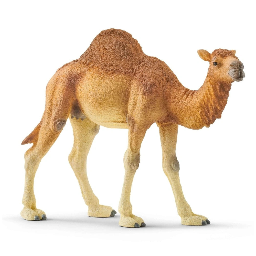 Schleich - Wild Life - Dromedary - Action & Toy Figures - 14832